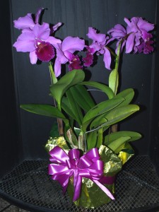 Cattleya, foiled & bowed Cattleya, foiled & bowed