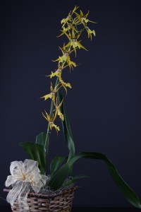 Intergeneric intergenerice basket-$35 & up