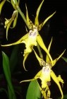 Brassia