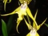 brassia
