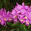 Cattleya