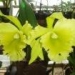 cattleya00