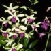 dendrobium02