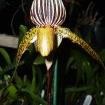 Paphiopedilum