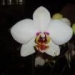 phalaenopsis02