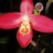 phragmipedium