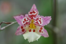 orchid